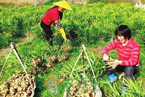夏秋季节生姜巧管理，丰收在即！
