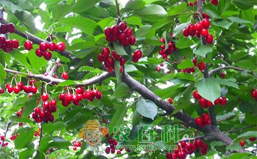 大樱桃桑盾蚧的形态特征、危害特点、发生规律及防治措施