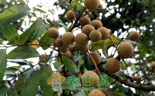 龙眼根腐病的危害症状、传播途径及防治方法