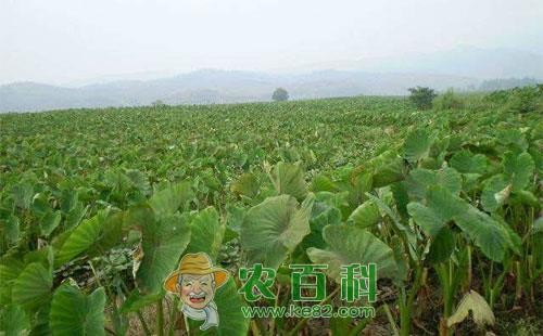 芋头轮斑病的危害症状、传播途径及防治措施