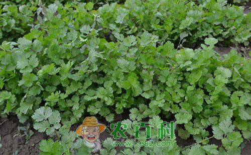 芫荽菌核病的症状、病原、侵染规律及防治措施