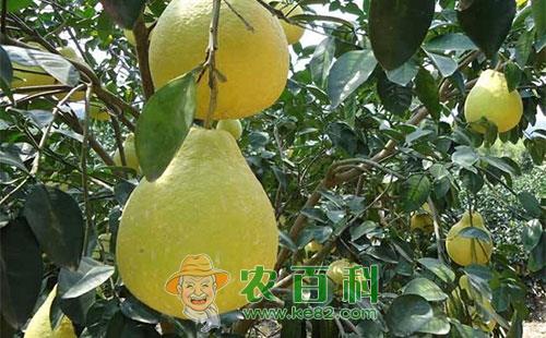 沙田柚病虫害的农业及药剂综合防治技术