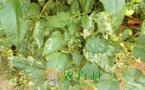 番茄斑潜蝇的习性特征、为害特点及防治方法