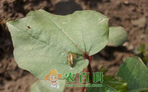 棉花棉盲蝽的危害症状、发生原因及防治措施