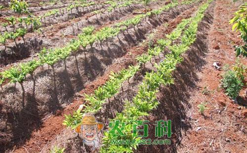 魔芋病毒病的危害症状、传播途径、发病原因及预防措施