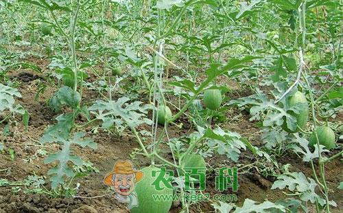 西瓜粘菌病的发病症状、发病原因及防治措施