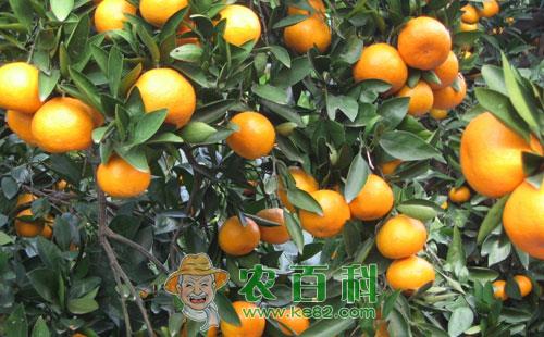 蜜桔苗移栽该怎么做，有哪些技术要点？