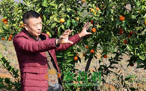 柑橘异常落叶的发生原因及保叶措施