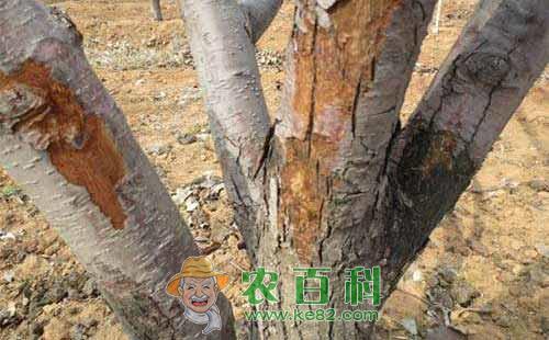 梨树木腐病的为害症状、传播途径及防治措施