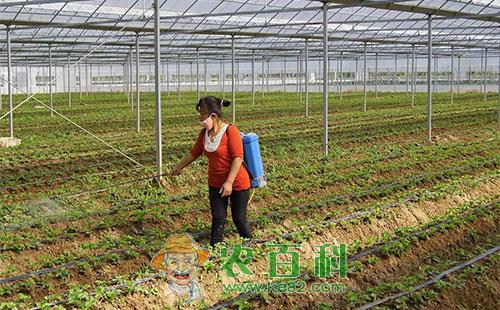 叶面肥种类有哪些，如何正确使用