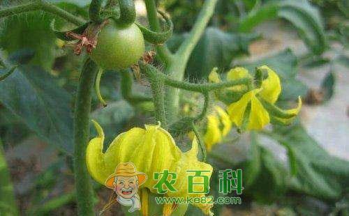 大棚番茄落花的发生原因及预防措施详细介绍