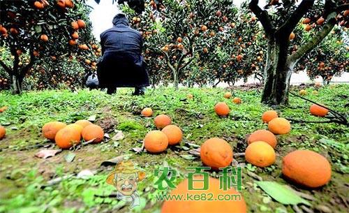 柑橘异常落叶的发生原因及保叶措施
