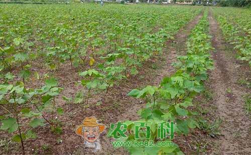 影响棉花田出苗的因素有哪些，有哪些保苗措施？