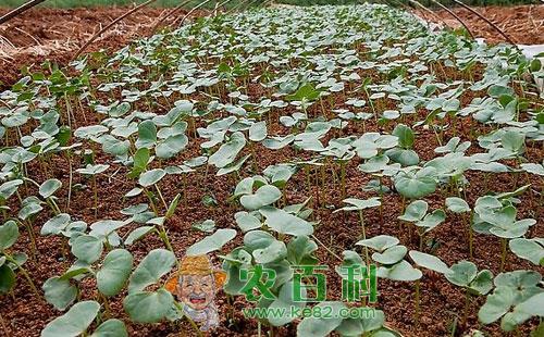 棉花育苗冻害、渍害、肥害症状及预防措施