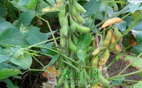 大豆花荚脱落是什么原因,如何预防?