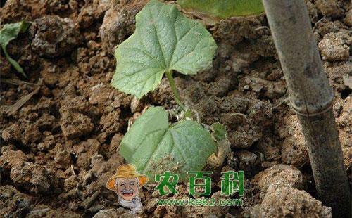 黄瓜沤根的症状、发病条件及防治方法