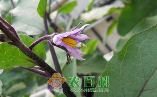 茄子花柱短小的原因及预防措施