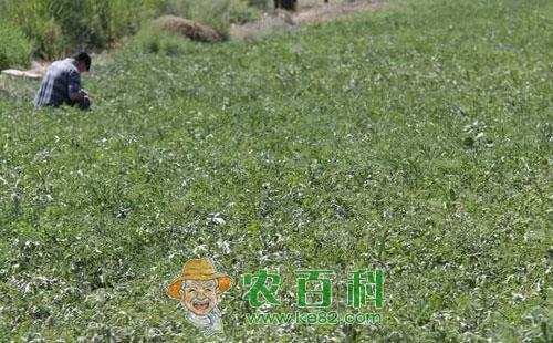 打瓜常见的病虫害发病症状及其防治对策