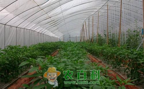 温室蔬菜低产的发生原因及改进措施详细介绍