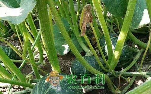 南瓜斑枯病的危害症状、传播途径、发病原因及防治措施