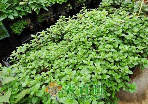 薄荷的夏繁育苗技术介绍