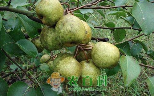 梨树煤污病的症状、发病规律及防治方法