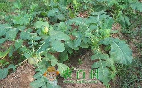 萝卜斑枯病的主要症状、发病特点及防治方法