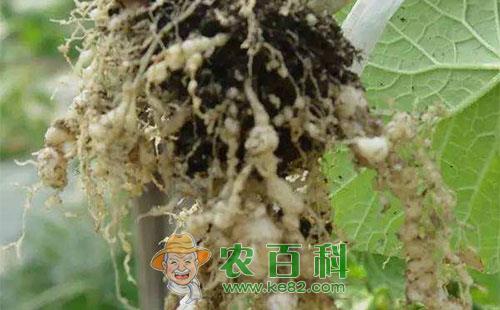 甜瓜根结线虫病的症状、传播途径、发病条件及防治措施
