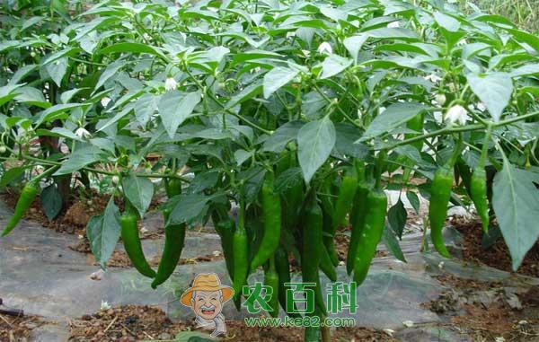 辣椒长蚜虫怎么办，辣椒蚜虫的防治方法