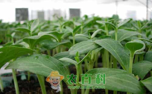西瓜催芽育苗有什么优点,西瓜催芽育苗技术