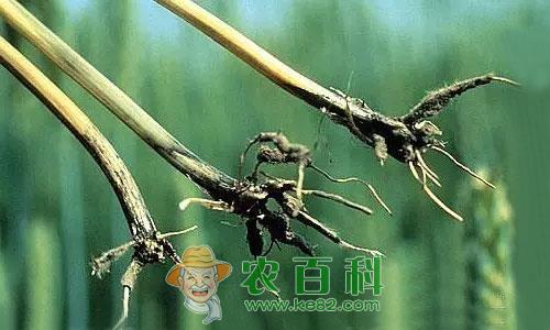 每年都拌种，为啥还有小麦全蚀病？