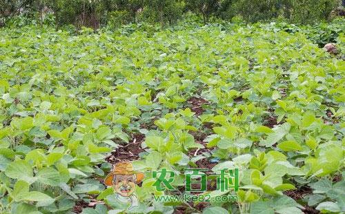 菜豆病害的发生症状、发病条件和防治方法