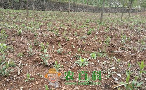 苍术白绢病的症状、发病规律及防治方法