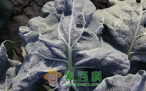 青花菜冻害产生的原因有哪些呢?如何防止?