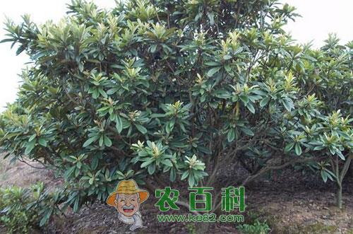 枇杷非侵染性病害症状、特点及预防缓解方法