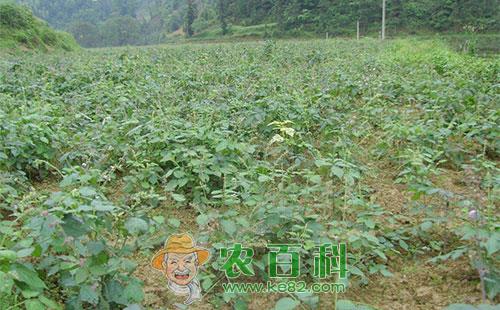 苍术白绢病的症状、发病规律及防治方法