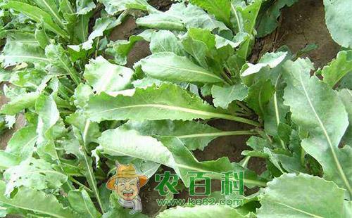 板蓝根霜霉病的田间症状及防治措施详细介绍