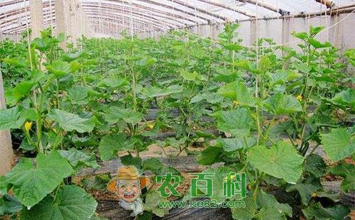 大棚黄瓜冻害发生原因及预防措施总结