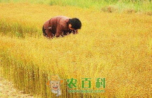 冬亚麻栽培技术措施详解