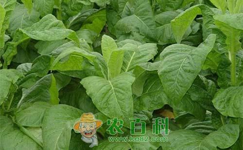 烟草连作障碍的原因及其防治对策总结