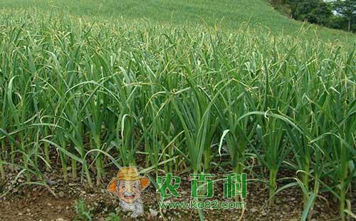 大蒜黄叶发生原因、特点及对策