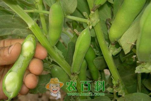 蚕豆赤斑病症状及综合防治措施
