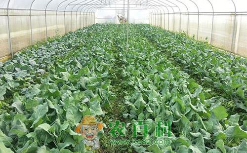 芥蓝黑斑病的为害症状、传播途径、发病原因及防治措施