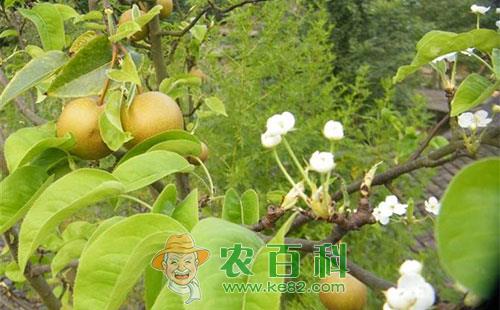 梨石痘病的受害症状、传播途径及防治方法