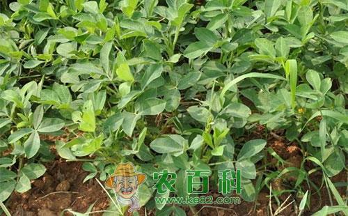 花生缺氮症状及其应对措施分析总结