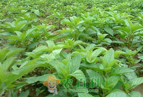 薄荷的夏繁育苗技术介绍