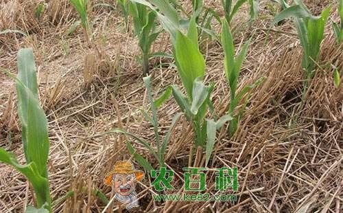 玉米梨剑纹夜蛾的形态特征、发生规律、危害特点及防治方法