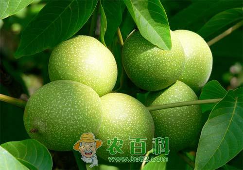 核桃贮藏期常见病害症状、侵染途径和防治方法