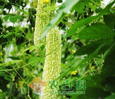 苦瓜栽培