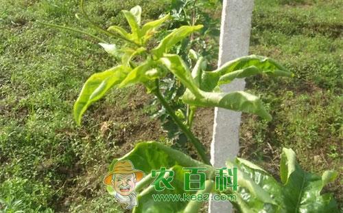 百香果卷叶的发生原因及防治措施总结